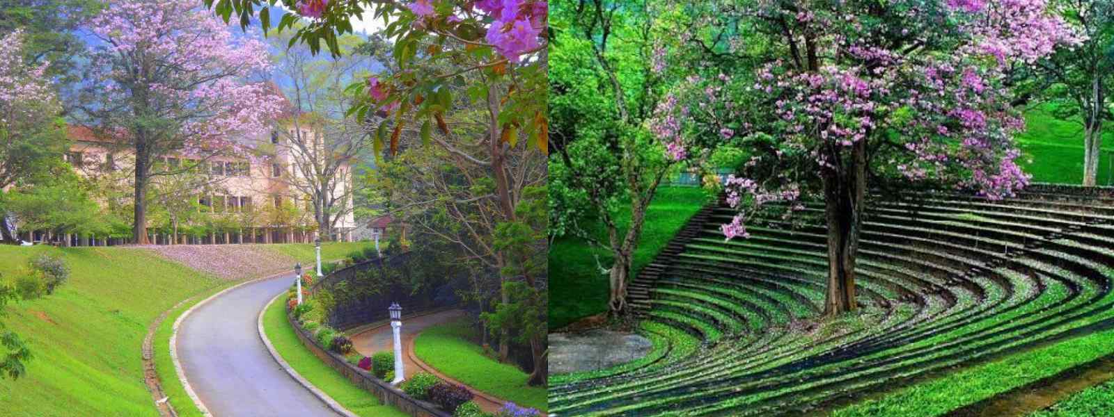 පේරාදෙණියට ලැබුණු ජාත්‍යන්තර පිළිගැනීම